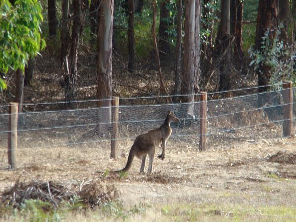Clover Cottage Country Retreat Manjimup Luaran gambar